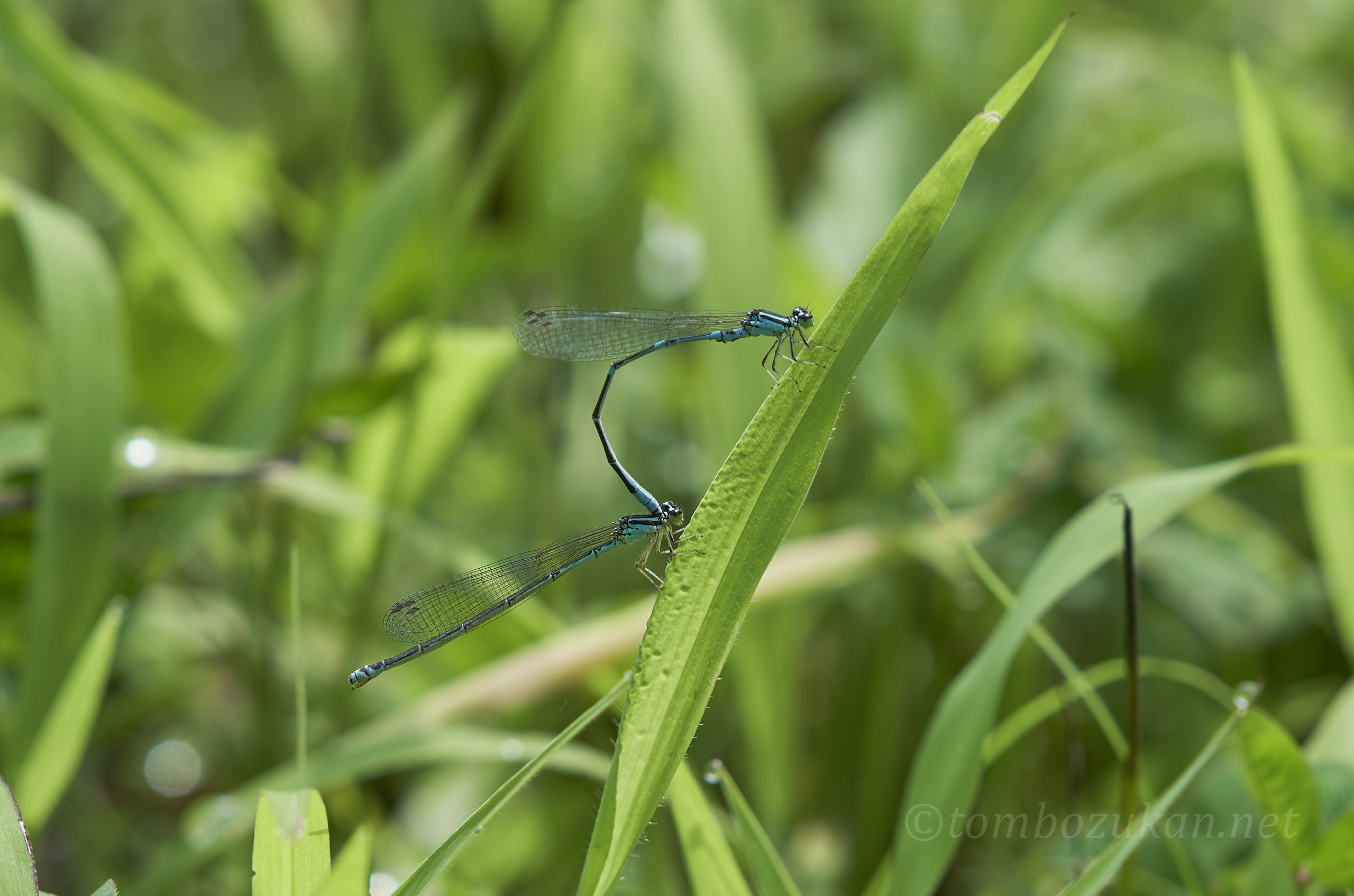 オゼイトトンボ