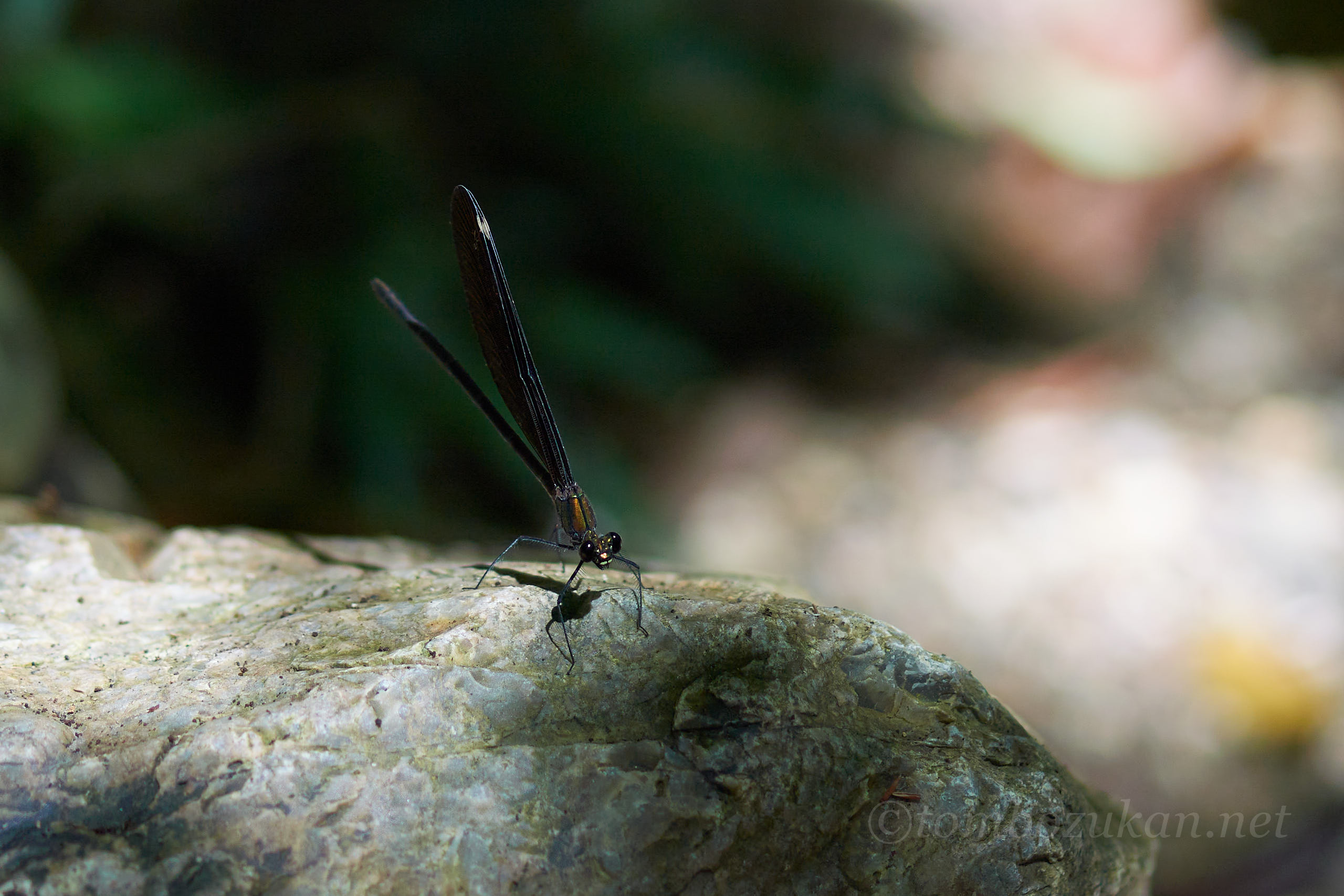 リュウキュウハグロトンボ