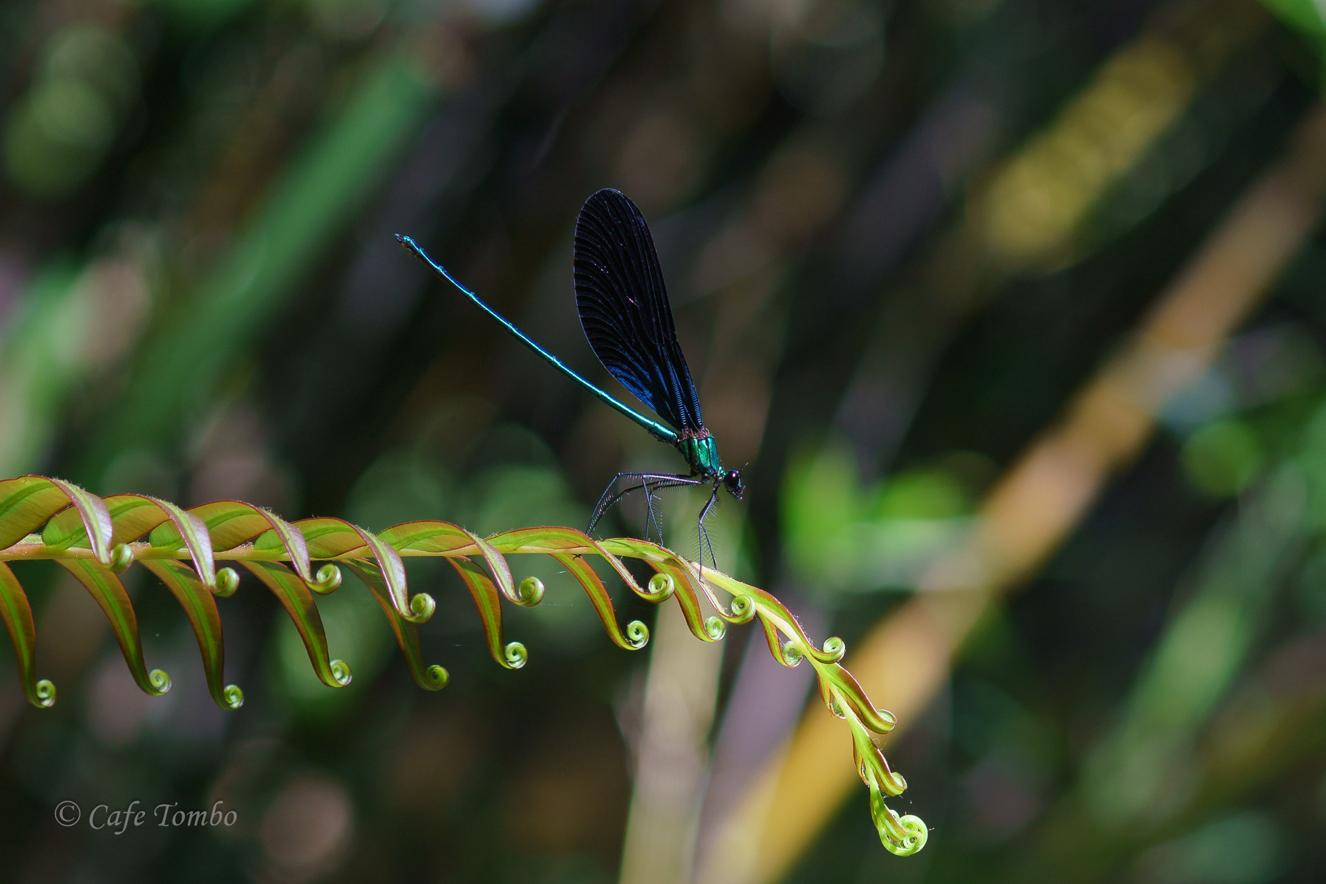 リュウキュウハグロトンボ