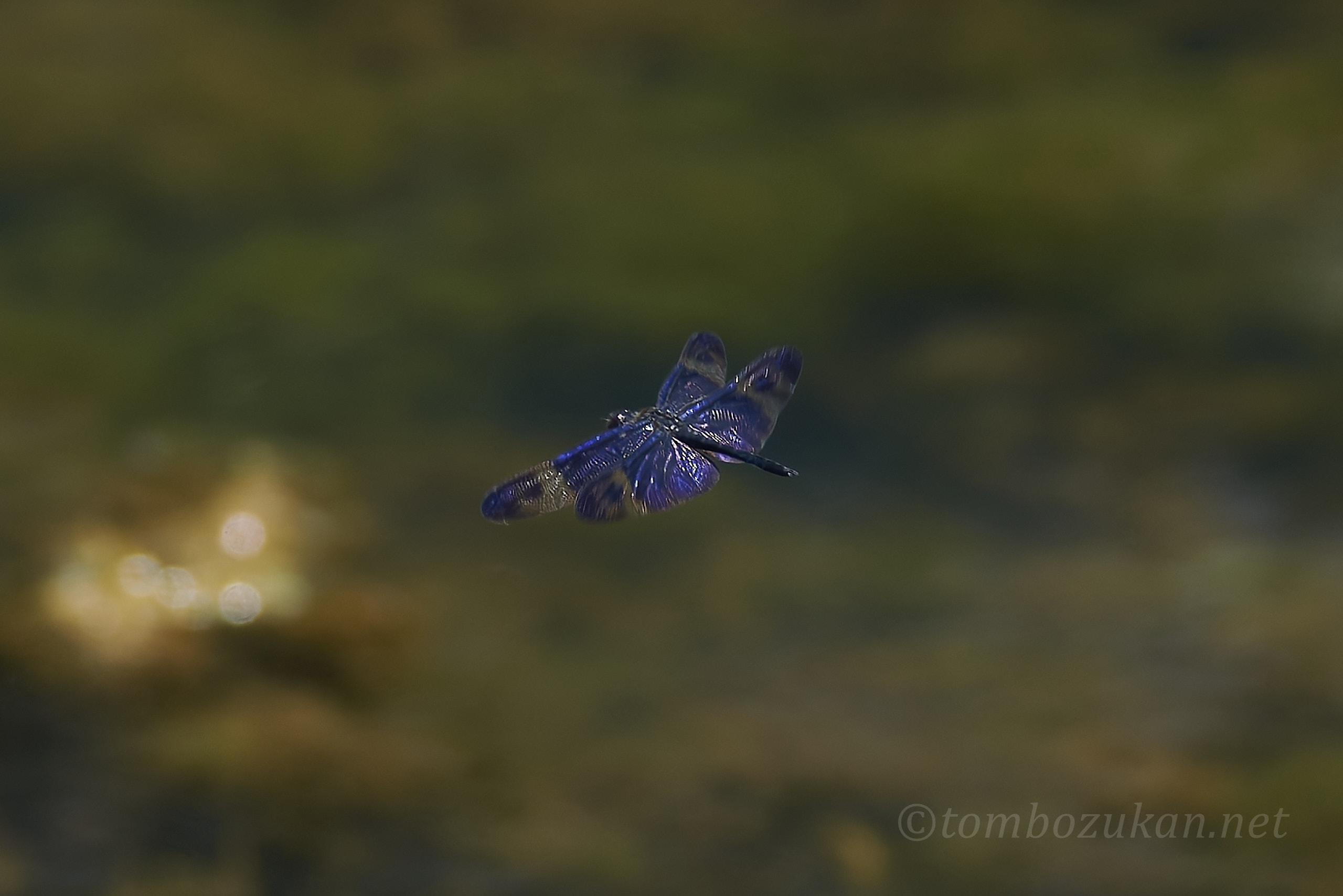 サイジョウチョウトンボ