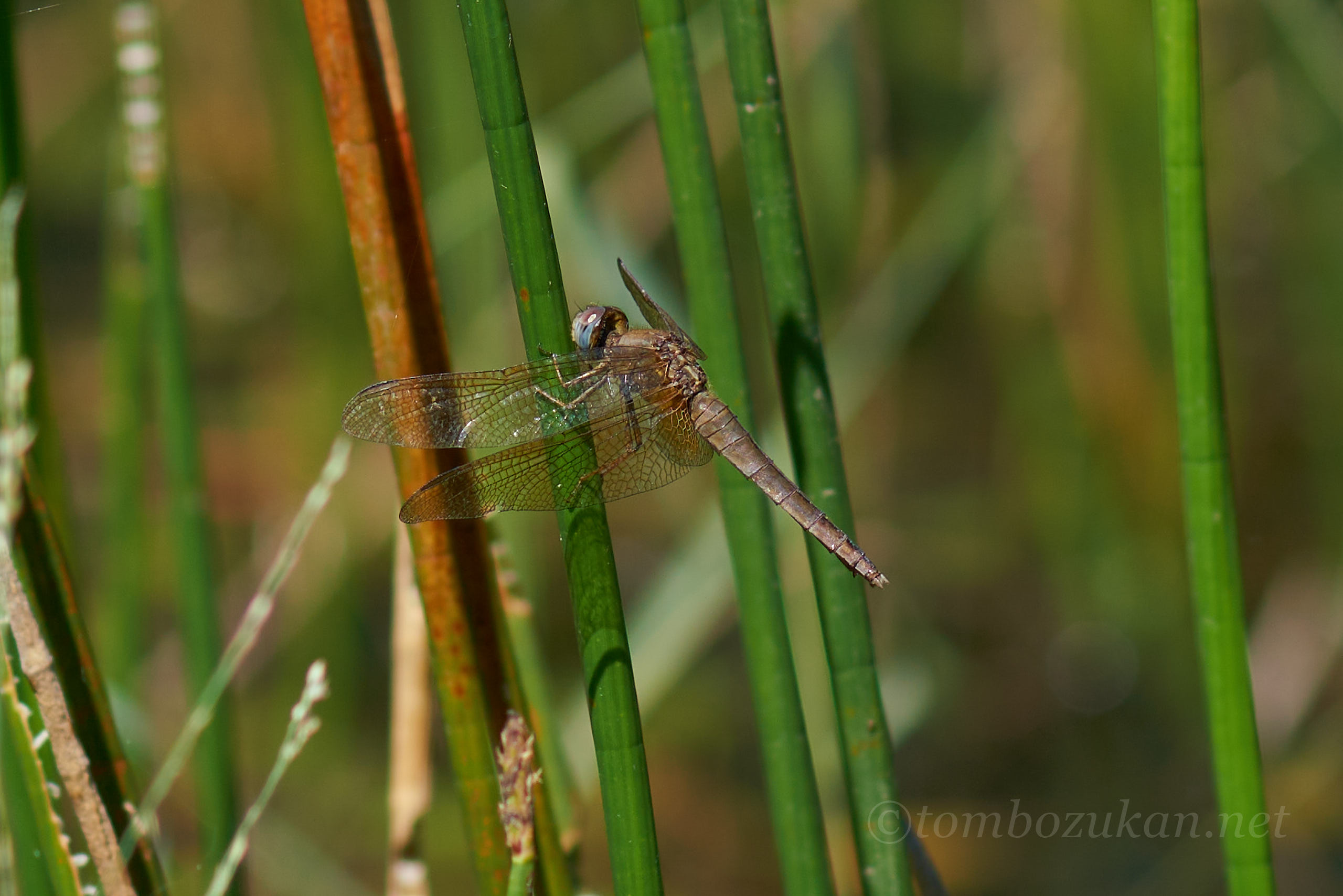 タイリクショウジョウトンボ