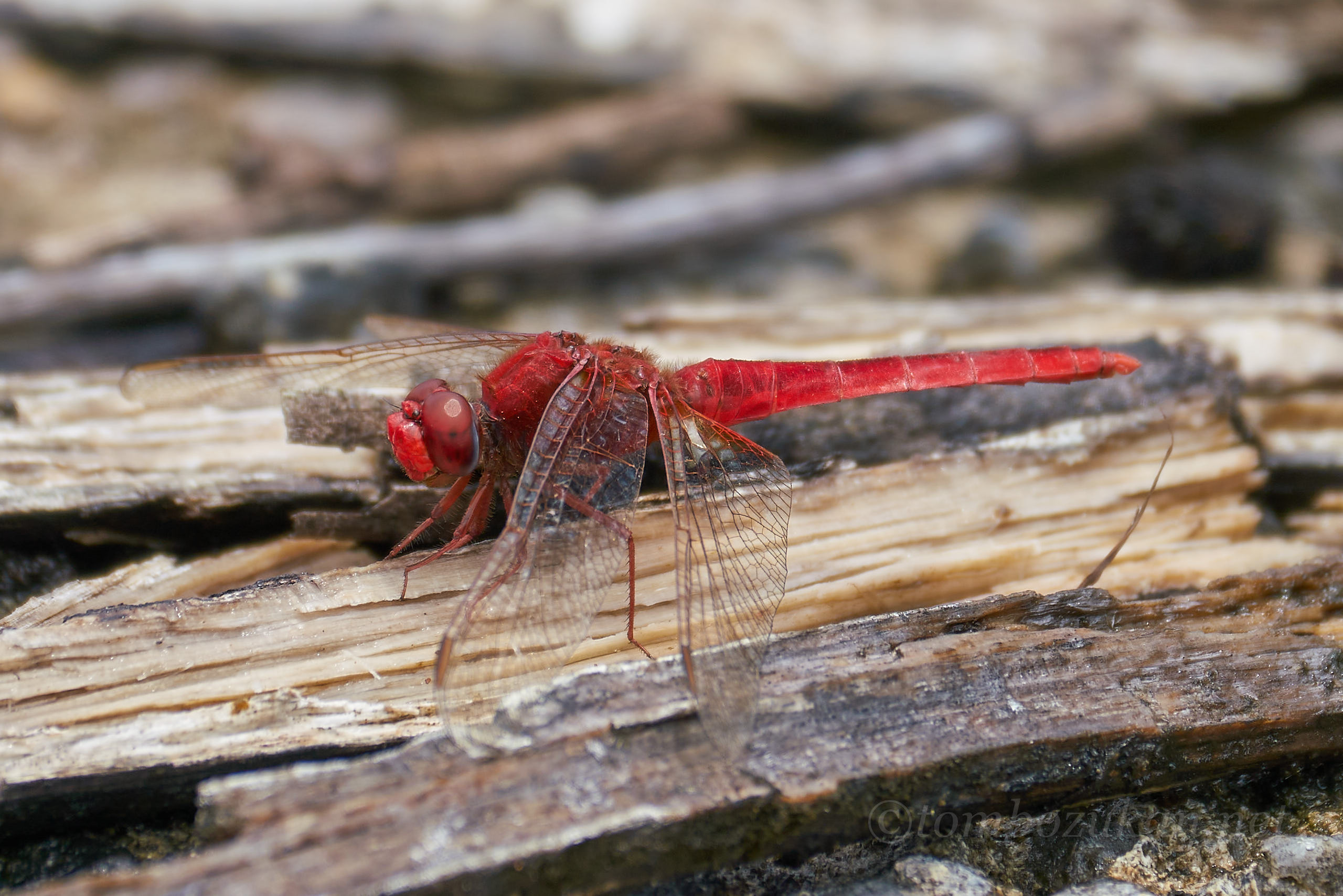 タイリクショウジョウトンボ