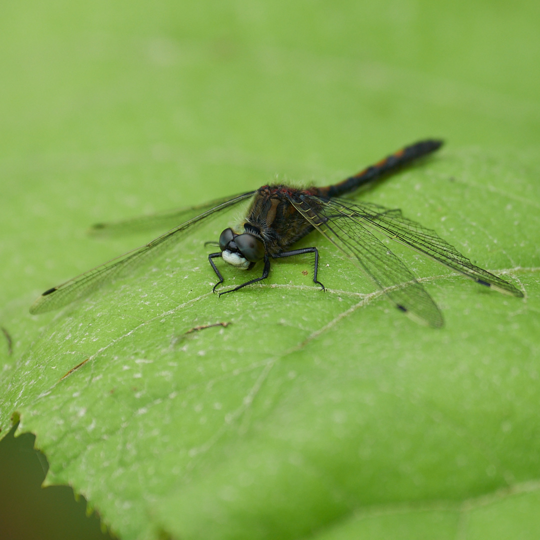 エゾカオジロトンボ