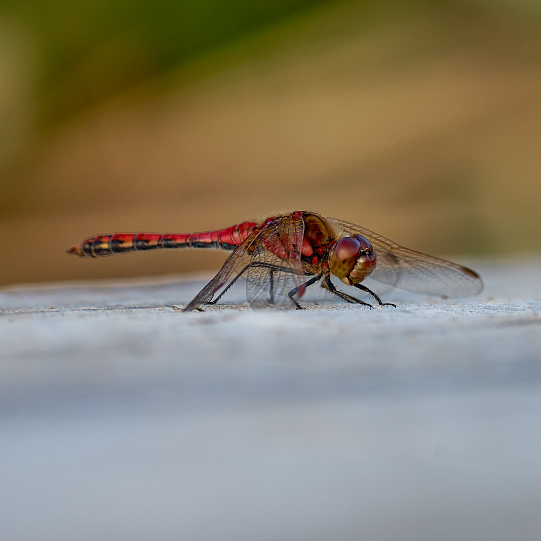 タイリクアカネ