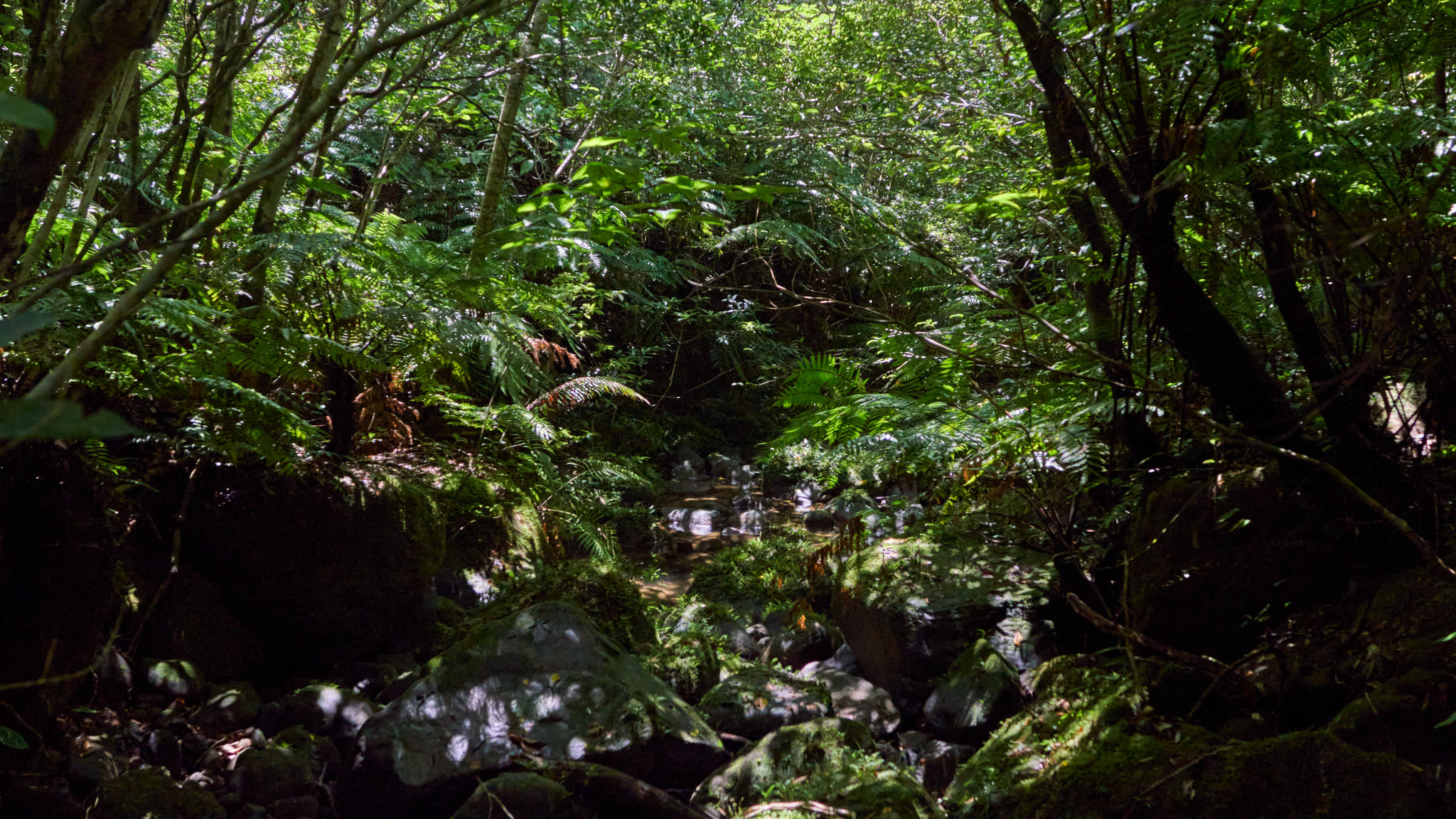 ハナダカトンボ科