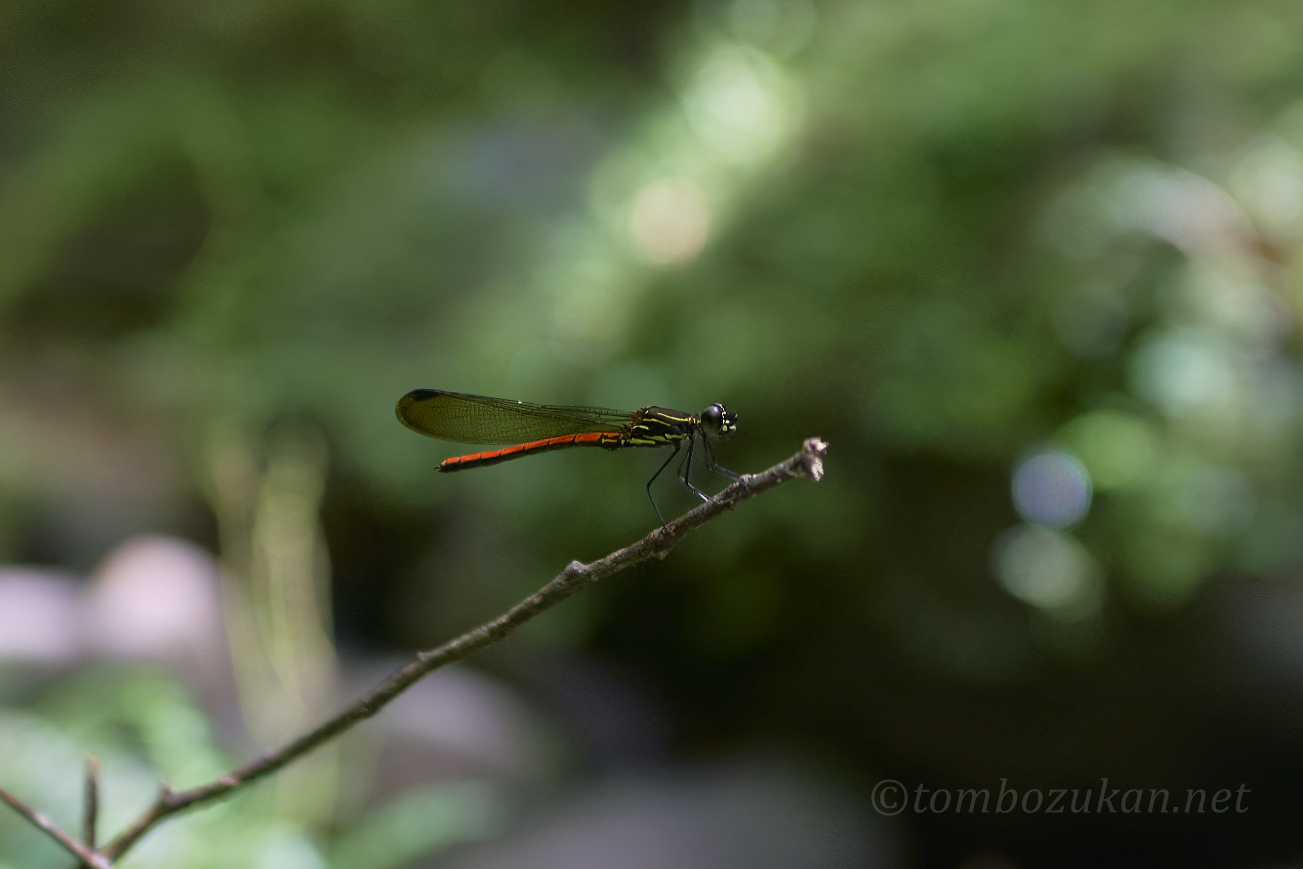 ヤエヤマハナダカトンボ