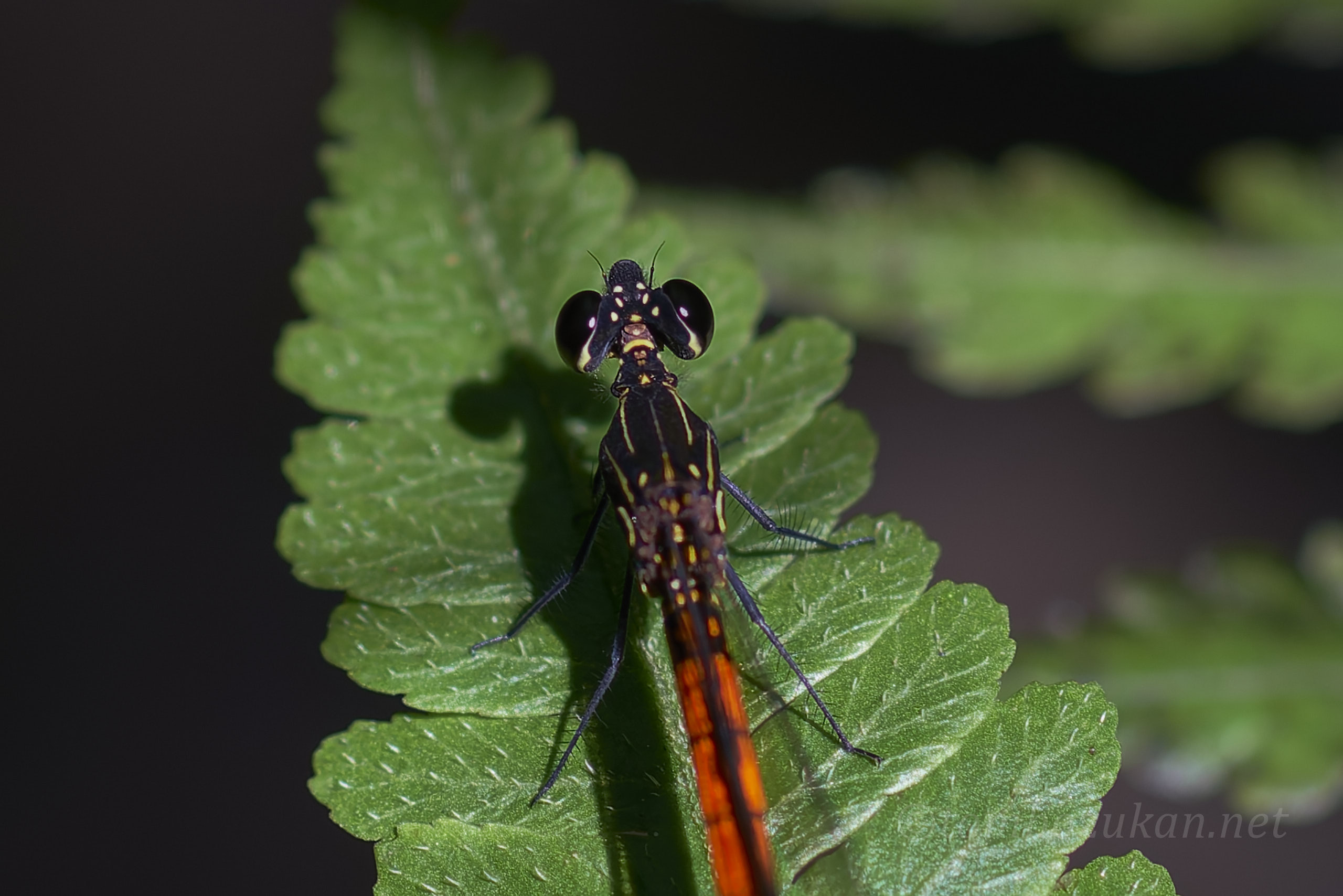 ヤエヤマハナダカトンボ