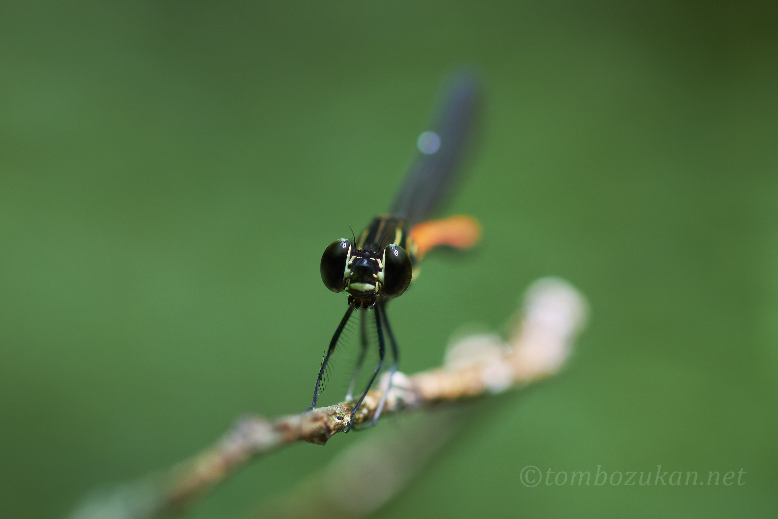 ヤエヤマハナダカトンボ