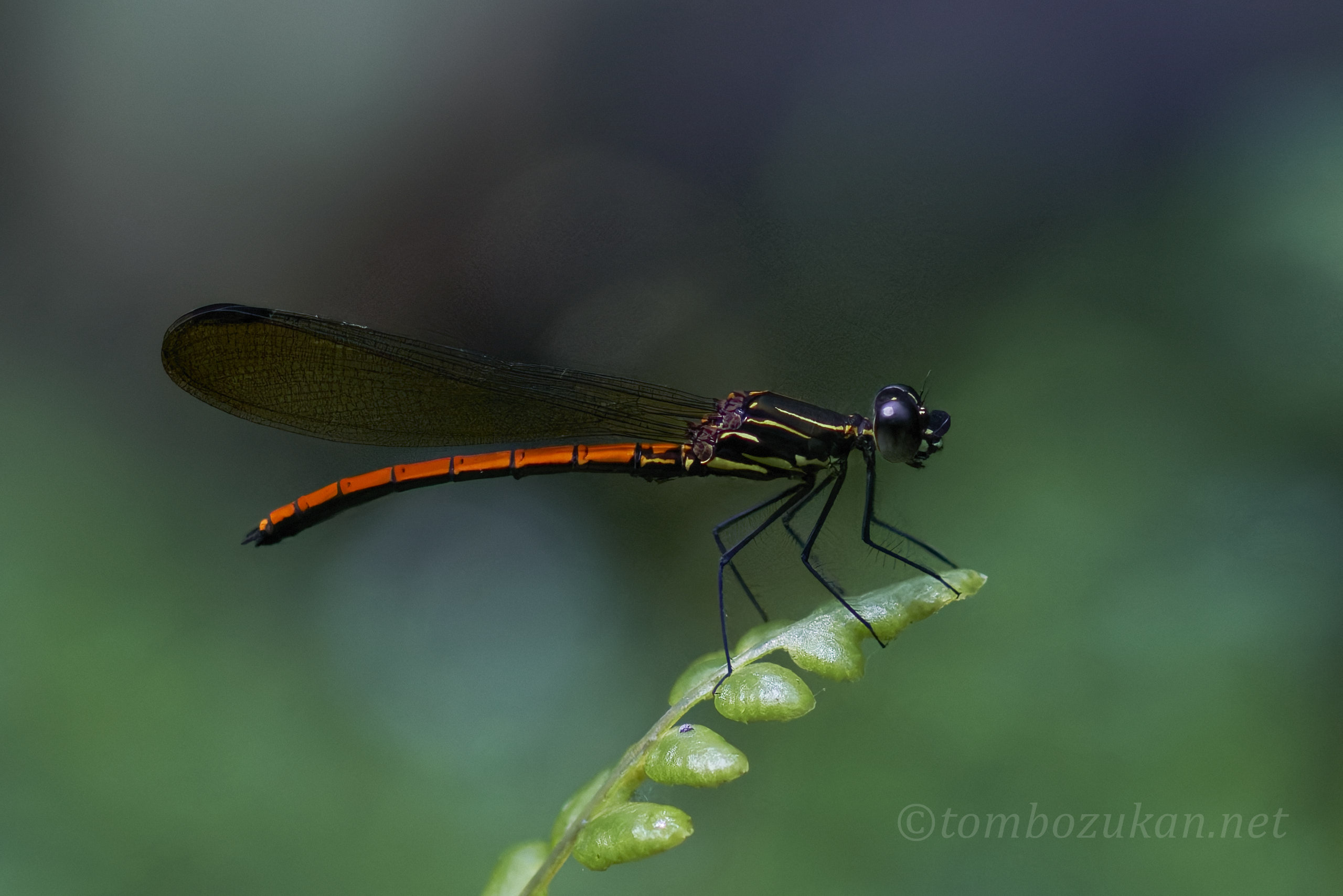 ヤエヤマハナダカトンボ