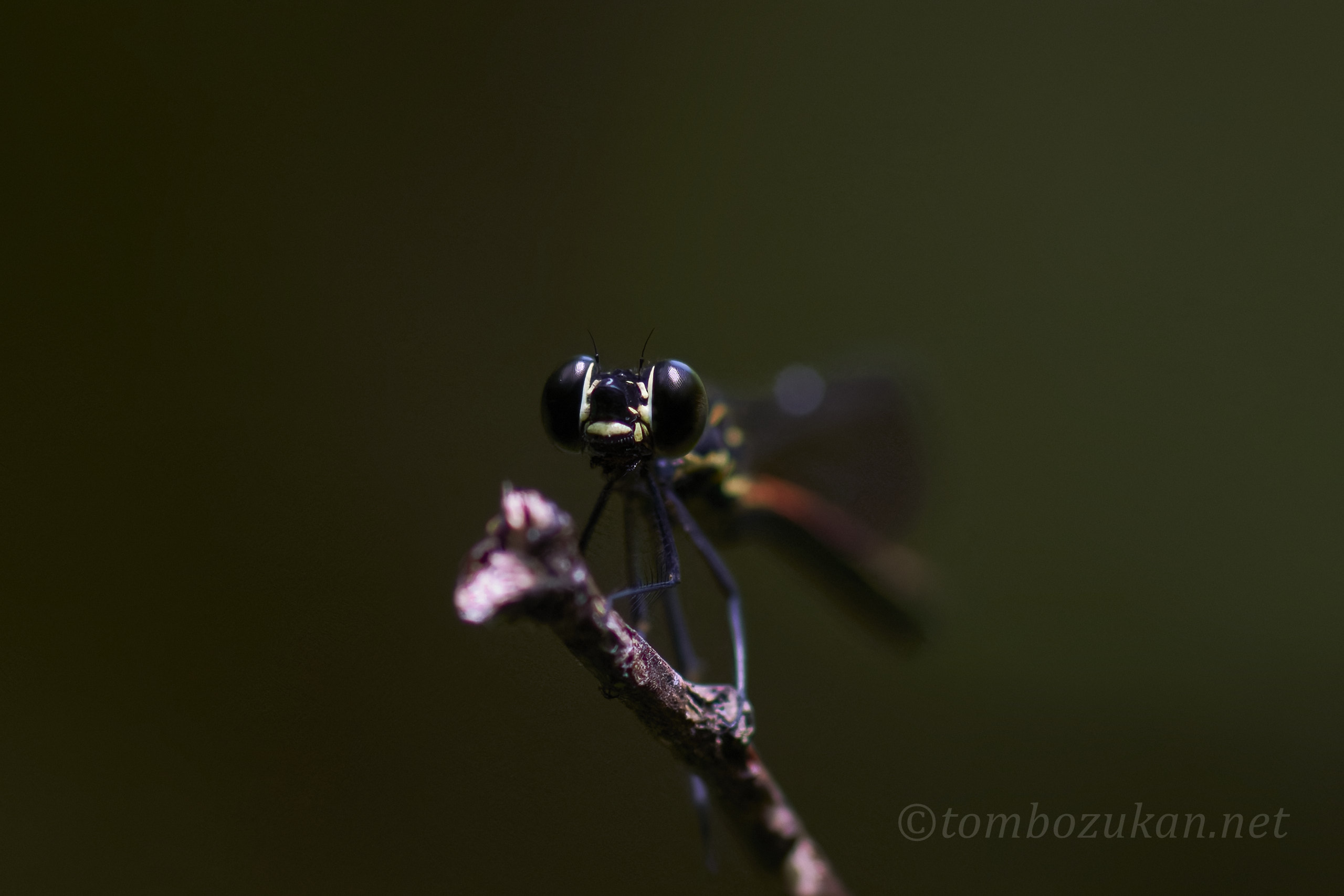 ヤエヤマハナダカトンボ