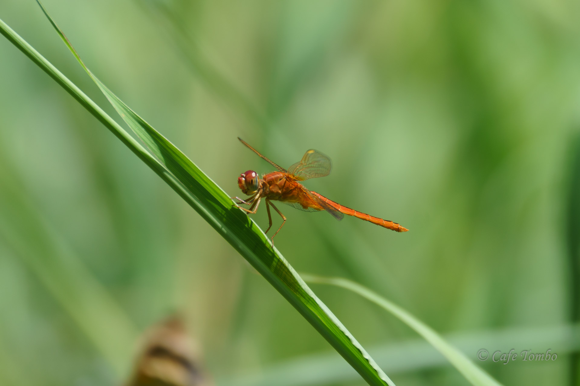 奄美大島遠征記