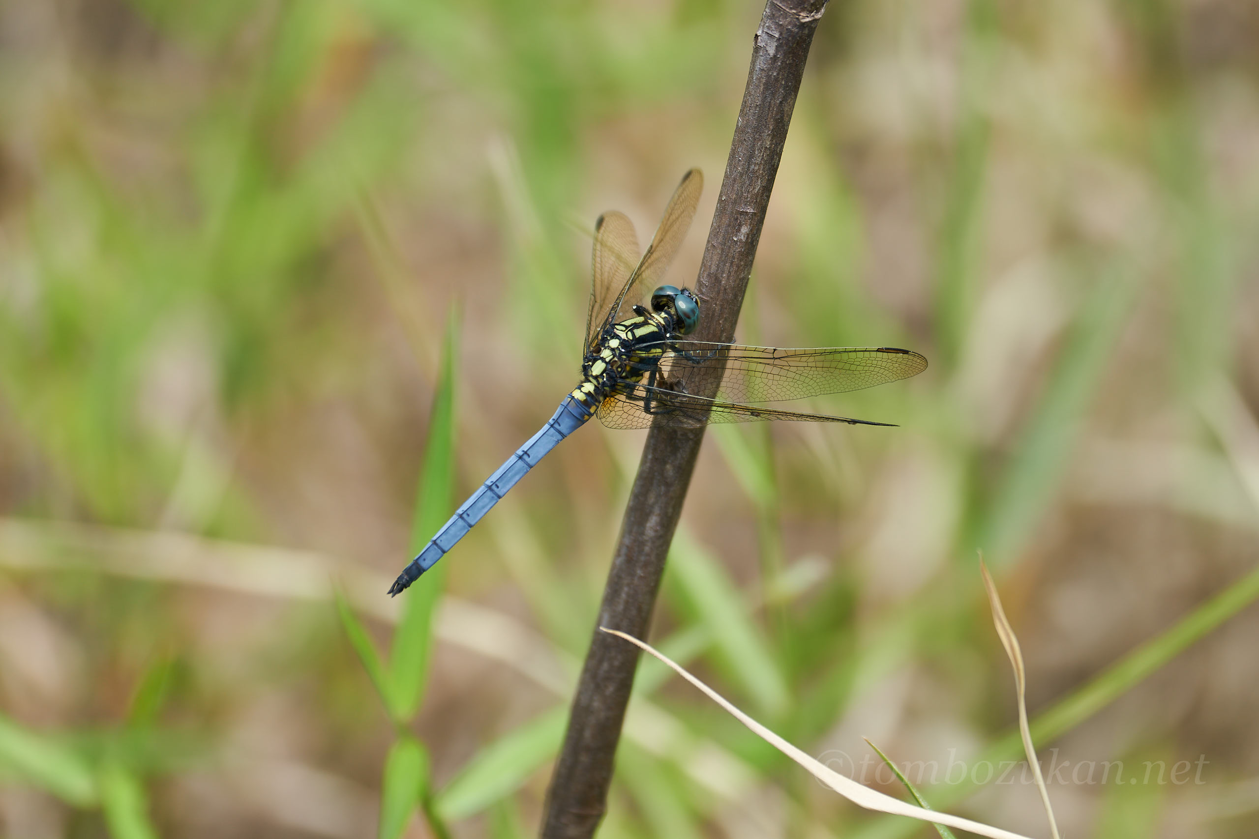 ホソミシオカラトンボ