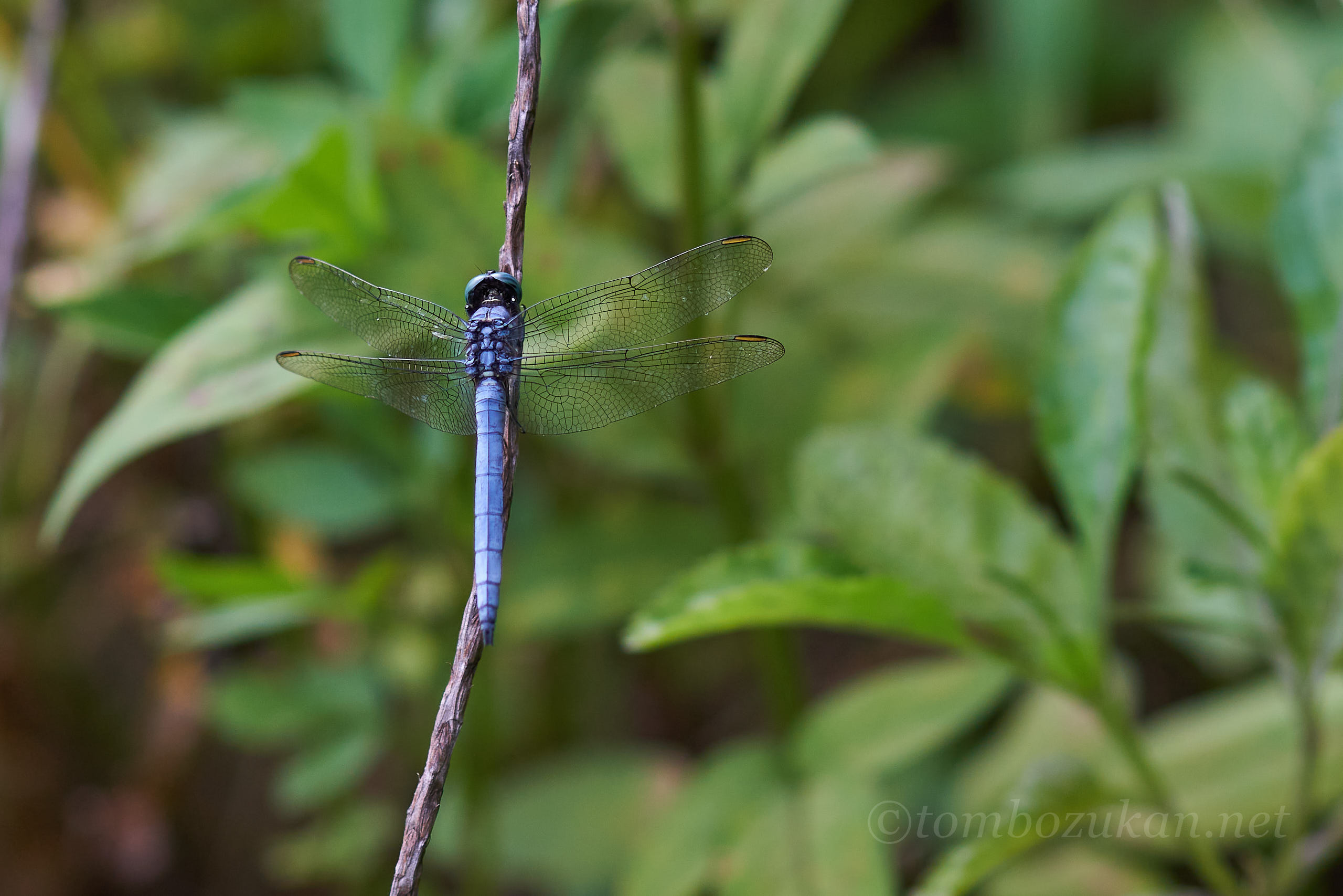ホソミシオカラトンボ
