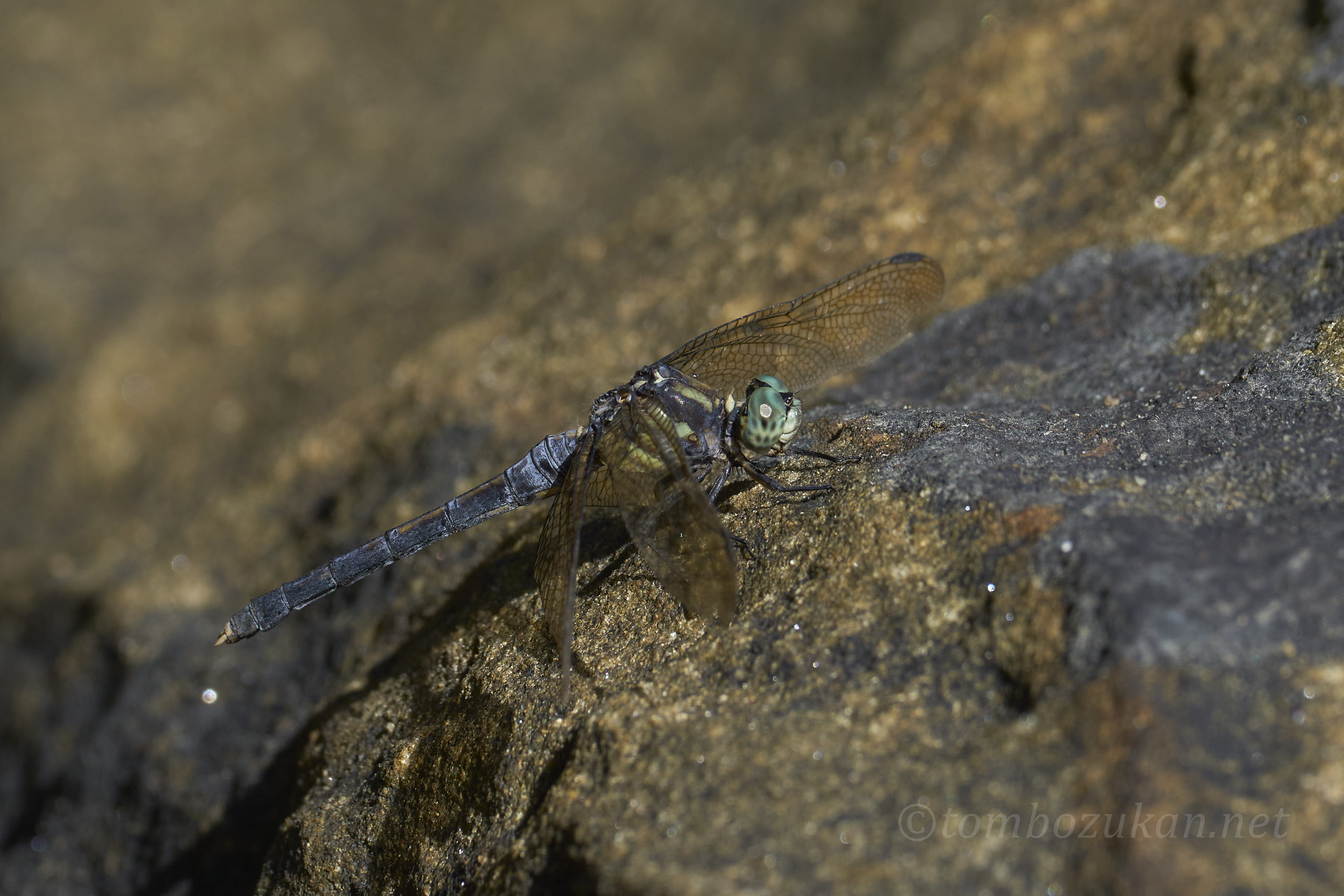 ホソミシオカラトンボ